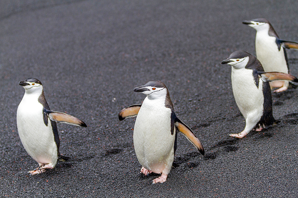 Chinstrap penguin (Pygoscelis antarctica) breeding colony at Baily Head on Deception Island, Antarctica, Southern Ocean.