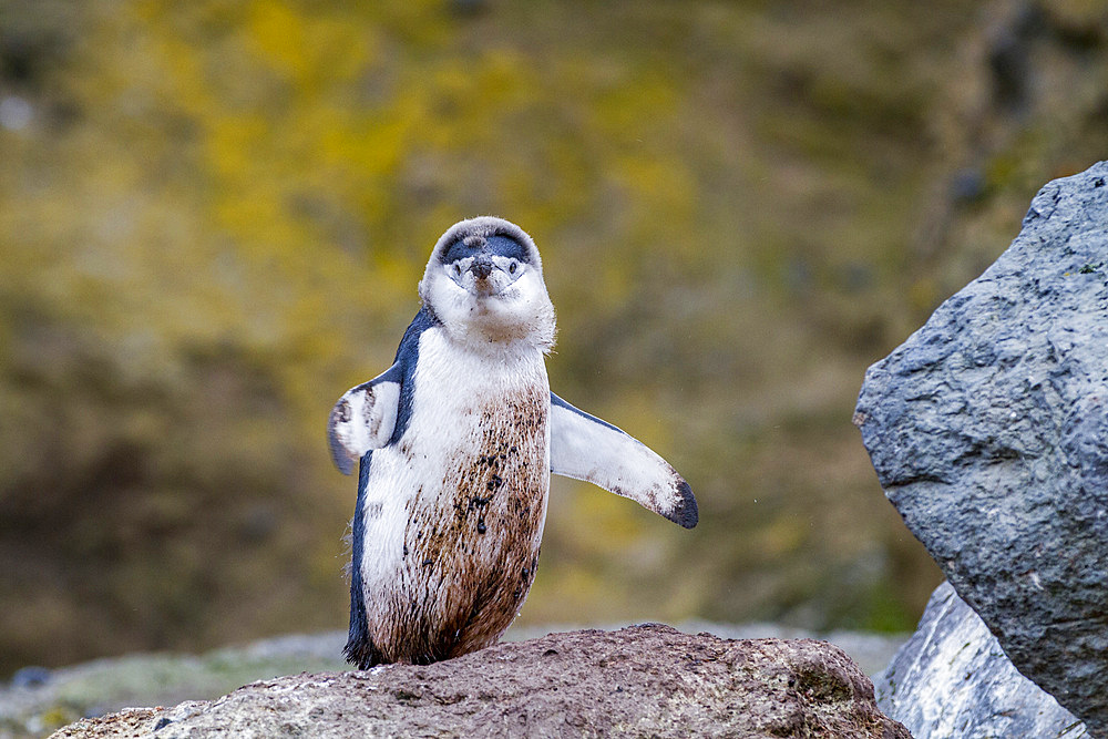 Chinstrap penguin (Pygoscelis antarctica) molting at Baily Head on Deception Island, Antarctica, Southern Ocean.