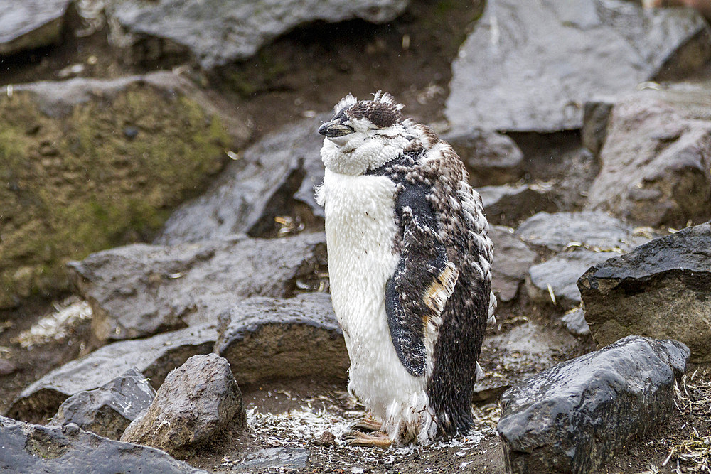 Chinstrap penguin (Pygoscelis antarctica) molting at Baily Head on Deception Island, Antarctica, Southern Ocean, Polar Regions