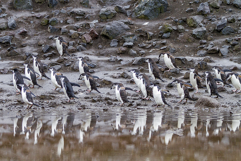 Chinstrap penguin (Pygoscelis antarctica) breeding colony at Baily Head on Deception Island, Antarctica, Southern Ocean.