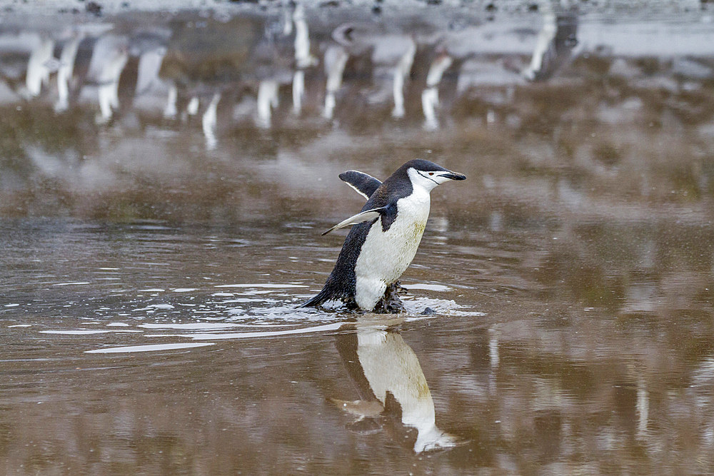 Chinstrap penguin (Pygoscelis antarctica) breeding colony at Baily Head on Deception Island, Antarctica, Southern Ocean.