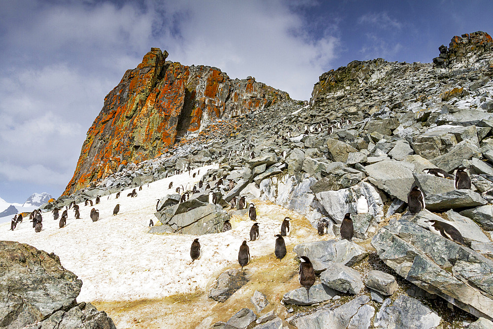 Chinstrap penguin (Pygoscelis antarctica) breeding and molting at Half Moon Island, Antarctica, Southern Ocean, Polar Regions