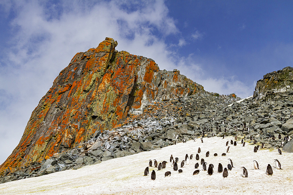 Chinstrap penguin (Pygoscelis antarctica) breeding and molting at Half Moon Island, Antarctica, Southern Ocean, Polar Regions