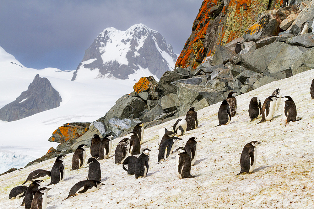 Chinstrap penguin (Pygoscelis antarctica) breeding and molting at Half Moon Island, Antarctica, Southern Ocean.