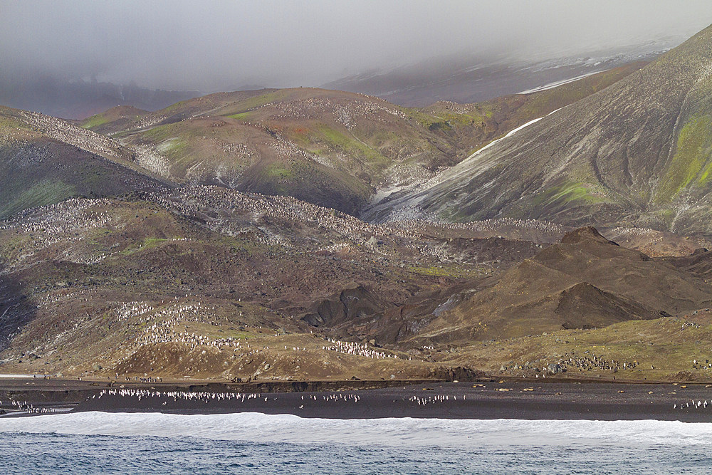 Chinstrap penguin (Pygoscelis antarctica) breeding colony at Baily Head on Deception Island, Antarctica, Southern Ocean.