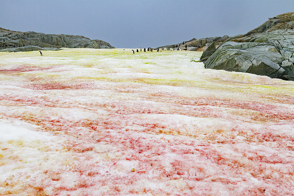 Red and green algae-covered snow on Petermann Island, Antarctica, Southern Ocean.