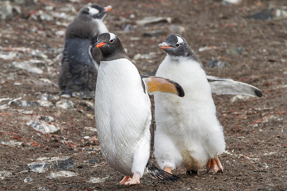 Gentoo penguin (Pygoscelis papua) chick chasing adult for food at Hannah Point on Livingston Island, Antarctica.