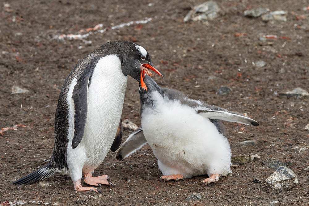 Gentoo penguin (Pygoscelis papua) adult feeding chick at Hannah Point on Livingston Island, Antarctica, Southern Ocean, Polar Regions