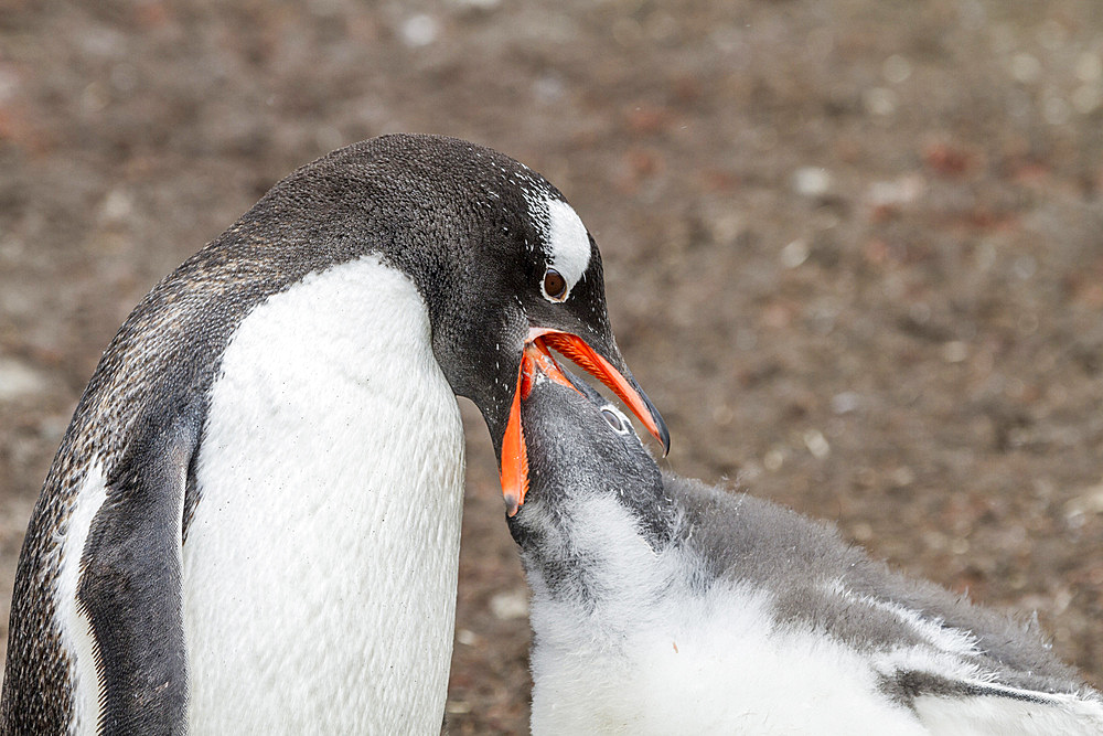 Gentoo penguin (Pygoscelis papua) adult feeding chick at Hannah Point on Livingston Island, Antarctica, Southern Ocean, Polar Regions