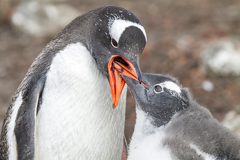 Gentoo penguin (Pygoscelis papua) adult feeding chick at Hannah Point on Livingston Island, Antarctica, Southern Ocean.