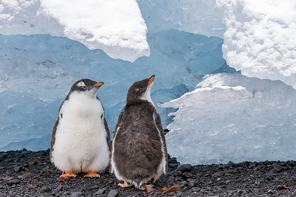 Gentoo penguin (Pygoscelis papua) chicks with ice at Brown Bluff, Antarctica, Southern Ocean.