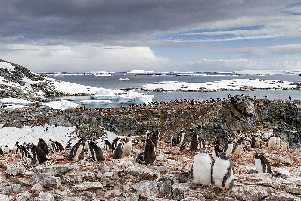 Gentoo penguin (Pygoscelis papua) breeding colony on Booth Island, Antarctica, Southern Ocean, Polar Regions