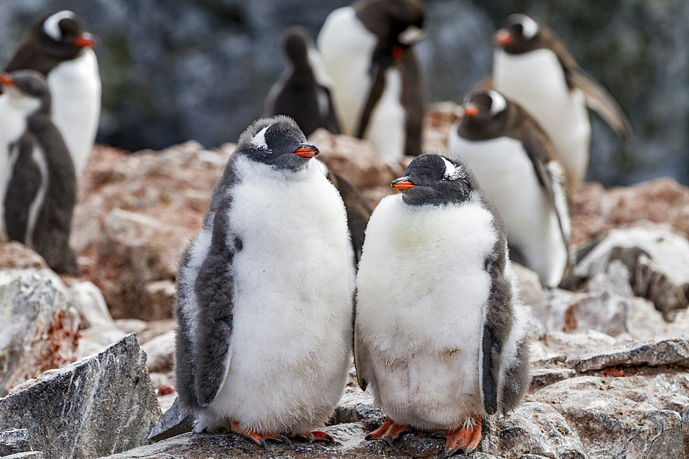 Gentoo penguin (Pygoscelis papua) breeding colony on Booth Island, Antarctica, Southern Ocean.