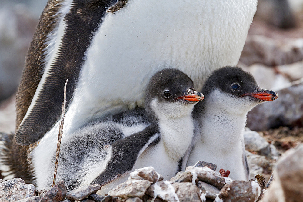 Gentoo penguin (Pygoscelis papua) adult with chicks at breeding colony on Booth Island, Antarctica, Southern Ocean, Polar Regions