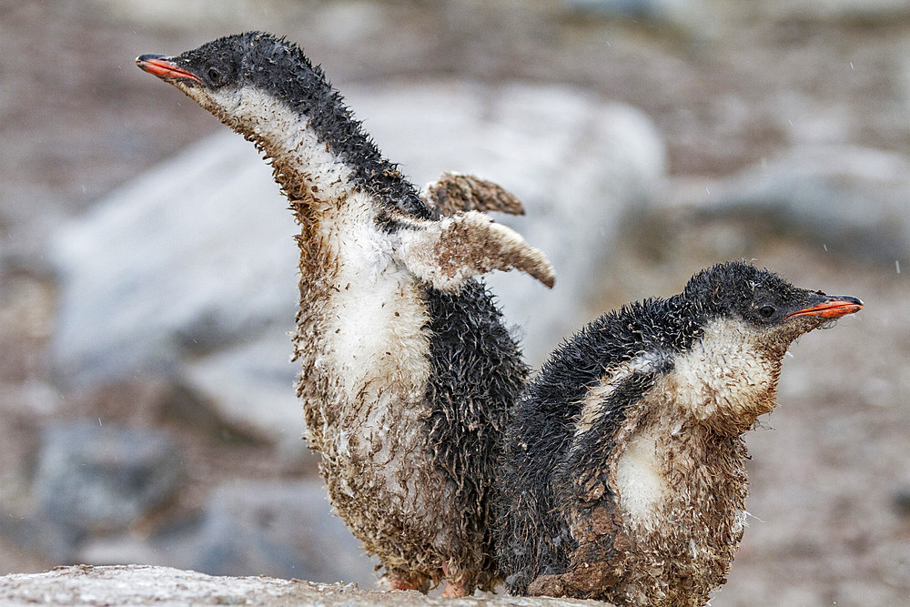 Gentoo penguin (Pygoscelis papua) chicks covered with mud and guano on Cuverville Island, Antarctica, Southern Ocean, Polar Regions