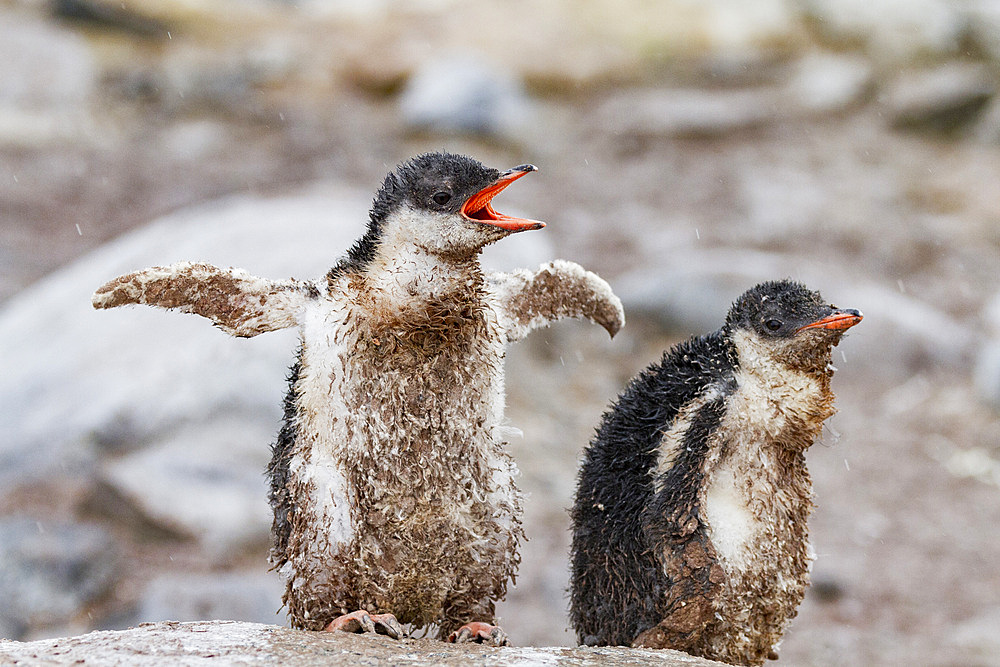 Gentoo penguin (Pygoscelis papua) chicks covered with mud and guano on Cuverville Island, Antarctica, Southern Ocean, Polar Regions