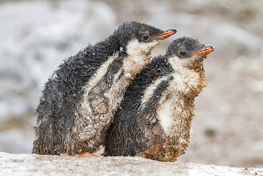 Gentoo penguin (Pygoscelis papua) chicks covered with mud and guano on Cuverville Island, Antarctica, Southern Ocean, Polar Regions