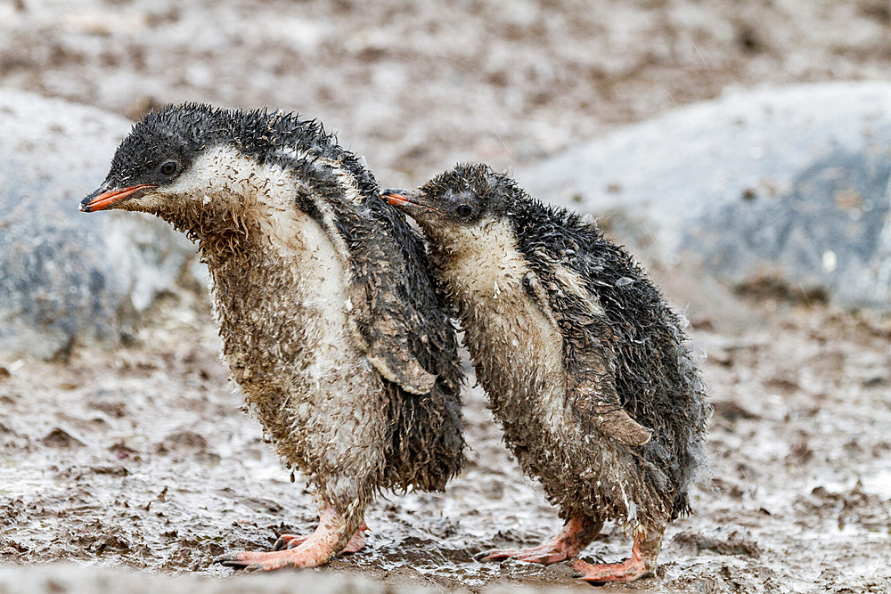 Gentoo penguin (Pygoscelis papua) chicks covered with mud and guano on Cuverville Island, Antarctica, Southern Ocean, Polar Regions