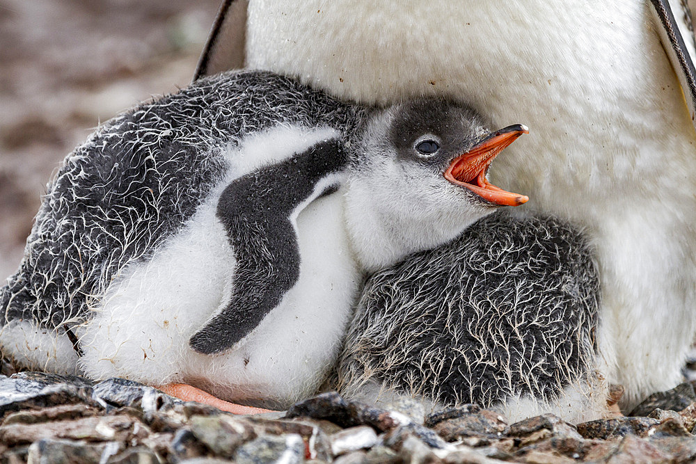 Gentoo penguin (Pygoscelis papua) adult with chicks on Cuverville Island, Antarctica, Southern Ocean.