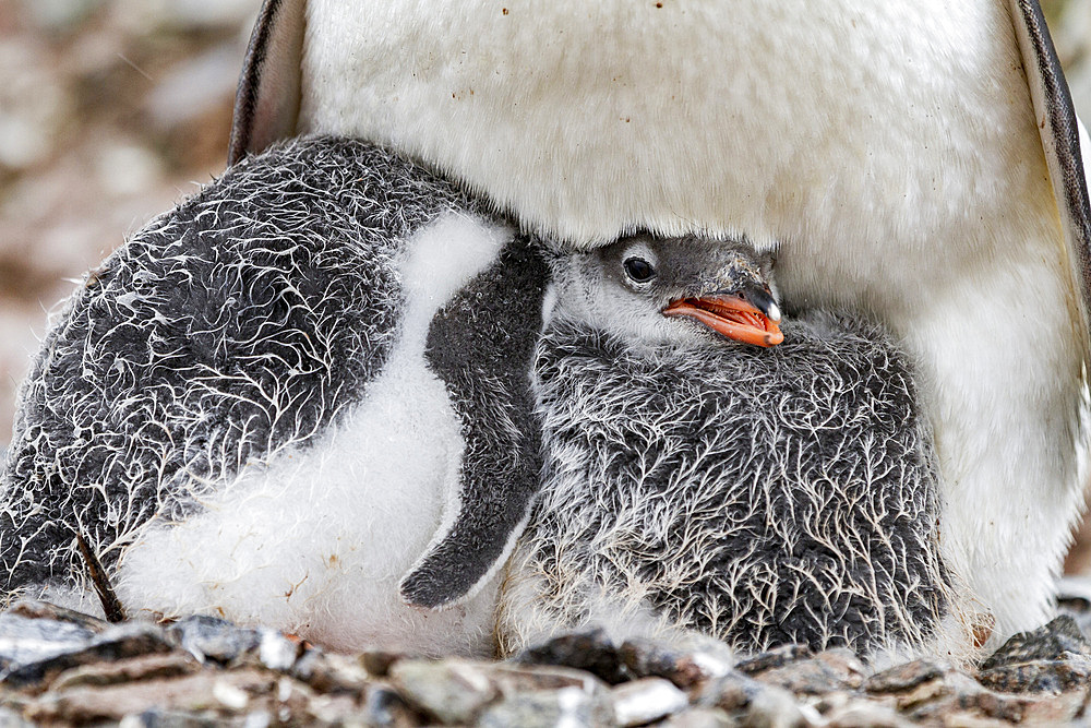 Gentoo penguin (Pygoscelis papua) adult with chicks on Cuverville Island, Antarctica, Southern Ocean.