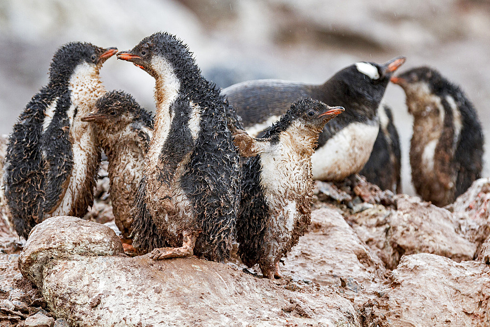 Gentoo penguin (Pygoscelis papua) chicks covered with mud and guano on Cuverville Island, Antarctica, Southern Ocean.