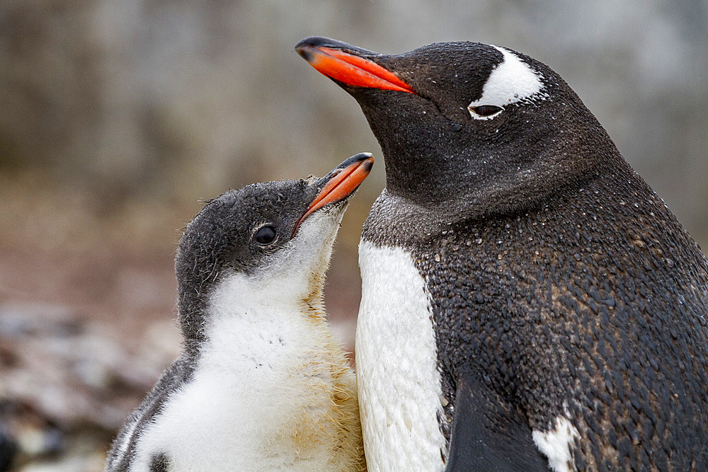 Gentoo penguin (Pygoscelis papua) adult with chick on Cuverville Island, Antarctica, Southern Ocean, Polar Regions