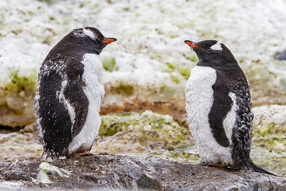 Gentoo penguin (Pygoscelis papua) adults molting on Cuverville Island, Antarctica, Southern Ocean.