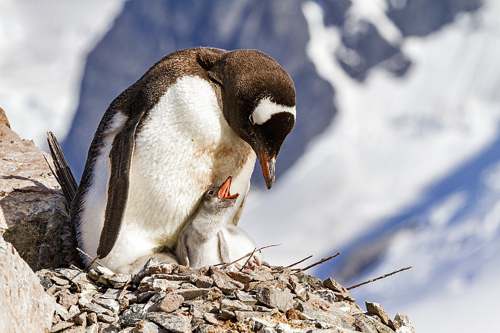 Gentoo penguin (Pygoscelis papua) adult and chick at Cuverville Island, Antarctica, Southern Ocean, Polar Regions