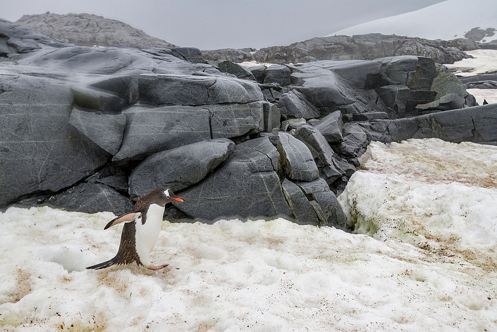 Gentoo penguin (Pygoscelis papua) breeding colony at Petermann Island, Antarctica, Southern Ocean.