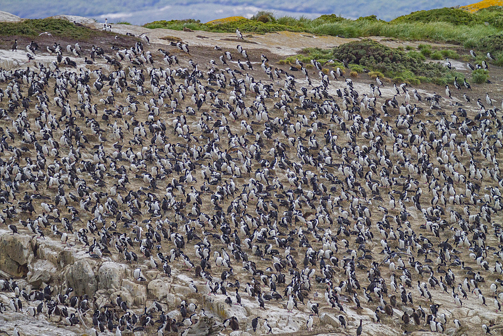 Imperial Shags (Phalacrocorax (atriceps) atriceps) at breeding colony on small islets off the city of Ushuaia, Argentina, South America