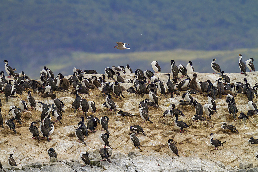 Imperial Shags (Phalacrocorax (atriceps) atriceps) at breeding colony on small islets off the city of Ushuaia, Argentina.