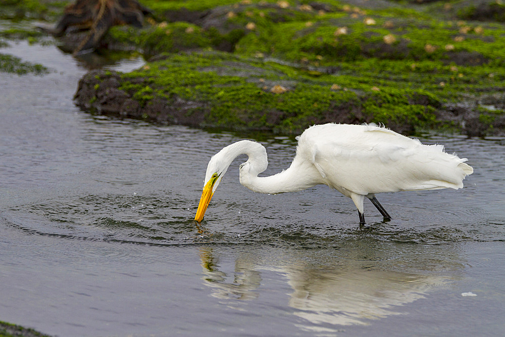 Adult great egret (Ardea alba egretta) feeding at low tide in the Galapagos Island Archipelago, Ecuador.