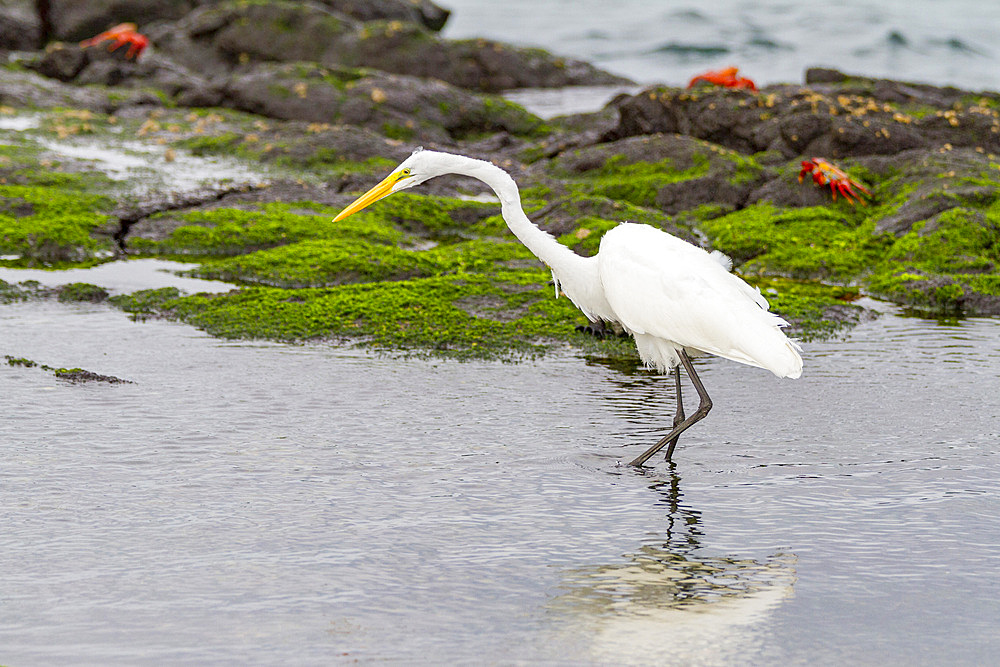 Adult great egret (Ardea alba egretta) feeding at low tide in the Galapagos Island Archipelago, Ecuador.