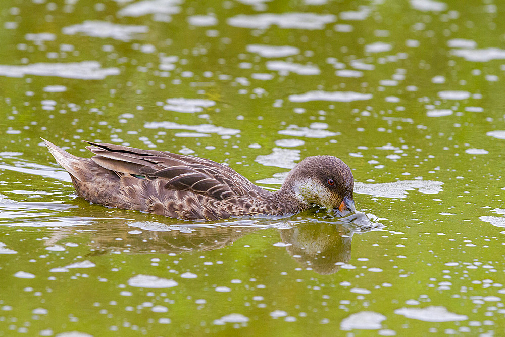 Galapagos white-cheeked pintail (Anas bahamensis galapagensis) feeding in the Galapagos Islands, UNESCO World Heritage Site, Ecuador, South America