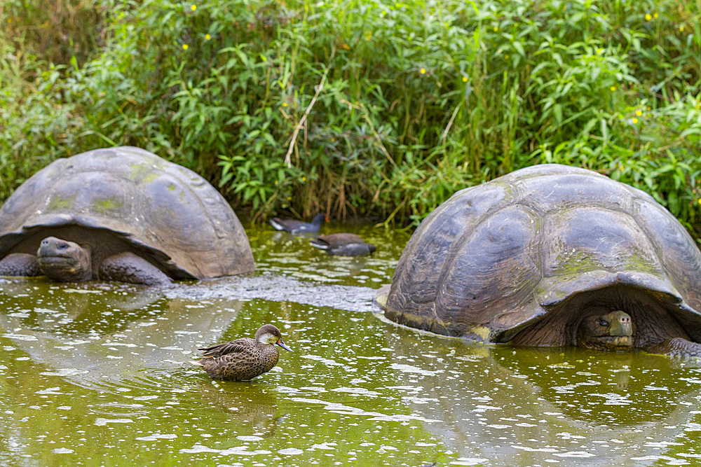 Galapagos white-cheeked pintail (Anas bahamensis galapagensis) feeding near giant tortoise in the Galapagos Islands, UNESCO World Heritage Site, Ecuador, South America