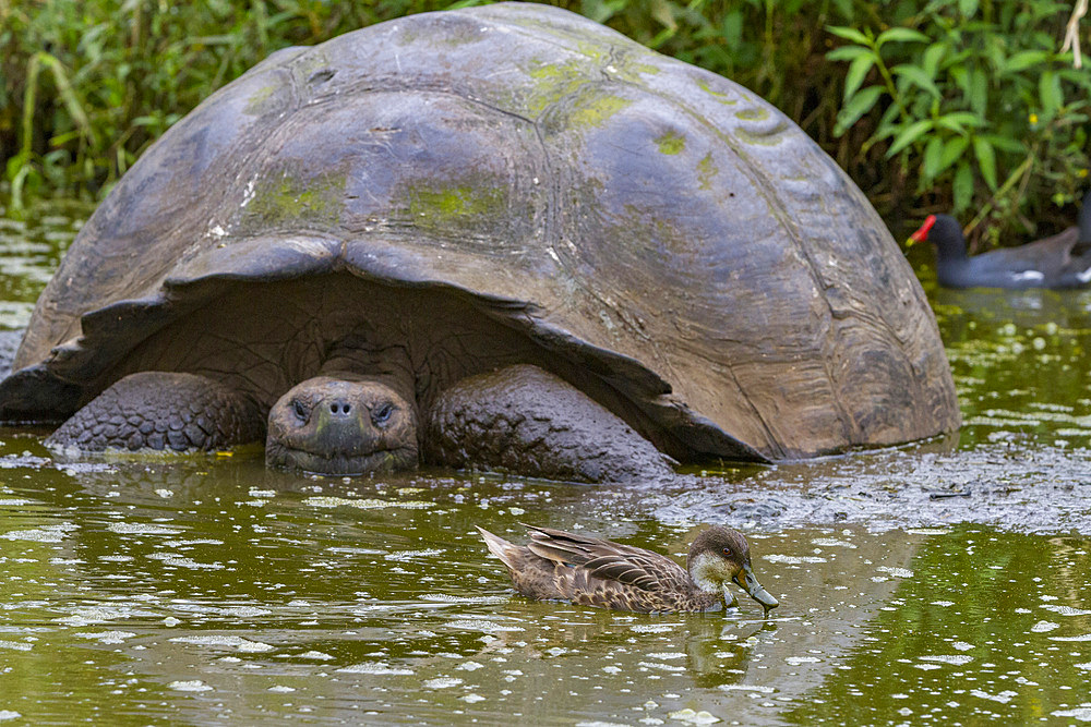 Galapagos white-cheeked pintail (Anas bahamensis galapagensis) feeding near giant tortoise in the Galapagos Islands, UNESCO World Heritage Site, Ecuador, South America