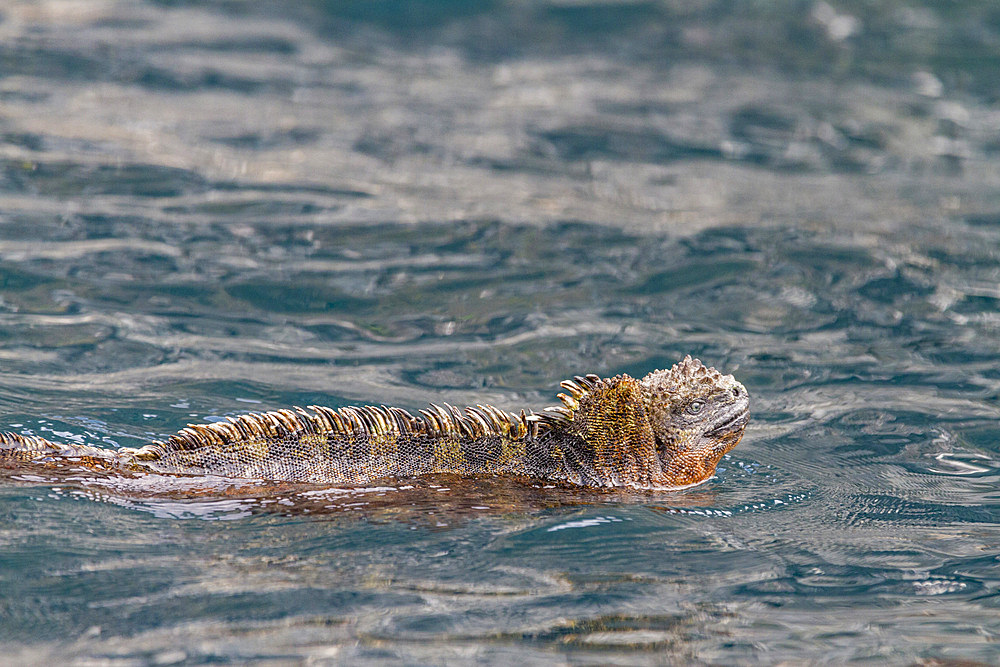 The endemic Galapagos marine iguana (Amblyrhynchus cristatus) in the Galapagos Island Archipelago, UNESCO World Heritage Site, Ecuador, South America