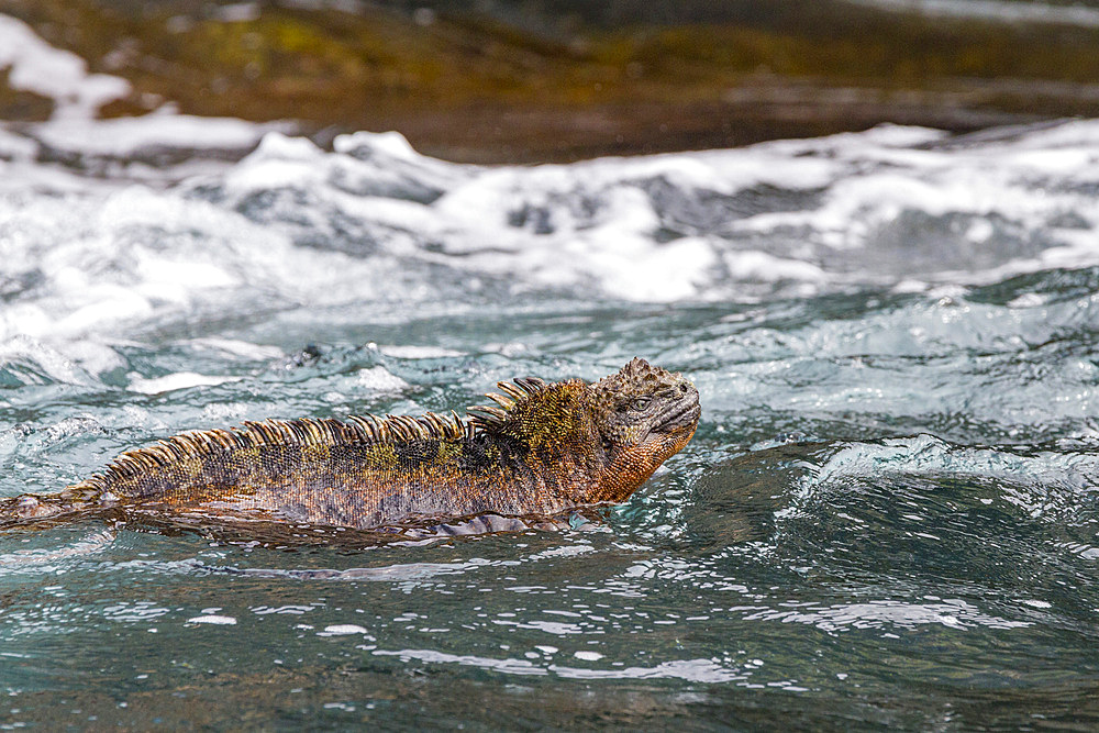 The endemic Galapagos marine iguana (Amblyrhynchus cristatus) in the Galapagos Island Archipelago, UNESCO World Heritage Site, Ecuador, South America