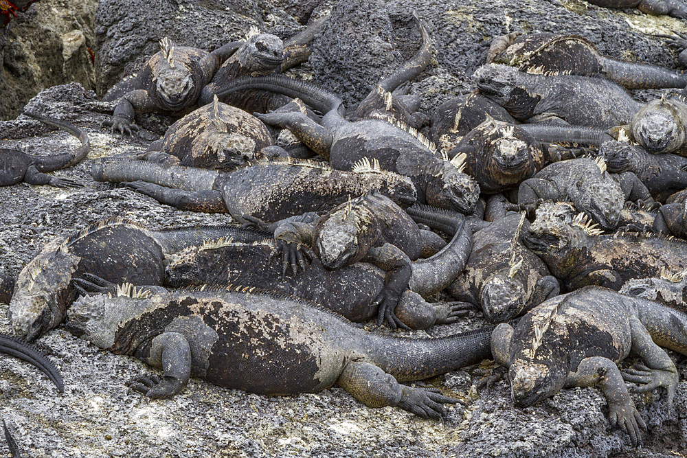 The endemic Galapagos marine iguana (Amblyrhynchus cristatus) in the Galapagos Island Archipelago, UNESCO World Heritage Site, Ecuador, South America