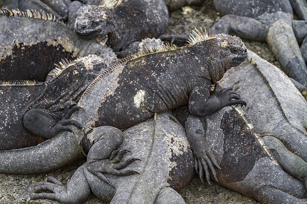 The endemic Galapagos marine iguana (Amblyrhynchus cristatus) in the Galapagos Island Archipelago, UNESCO World Heritage Site, Ecuador, South America