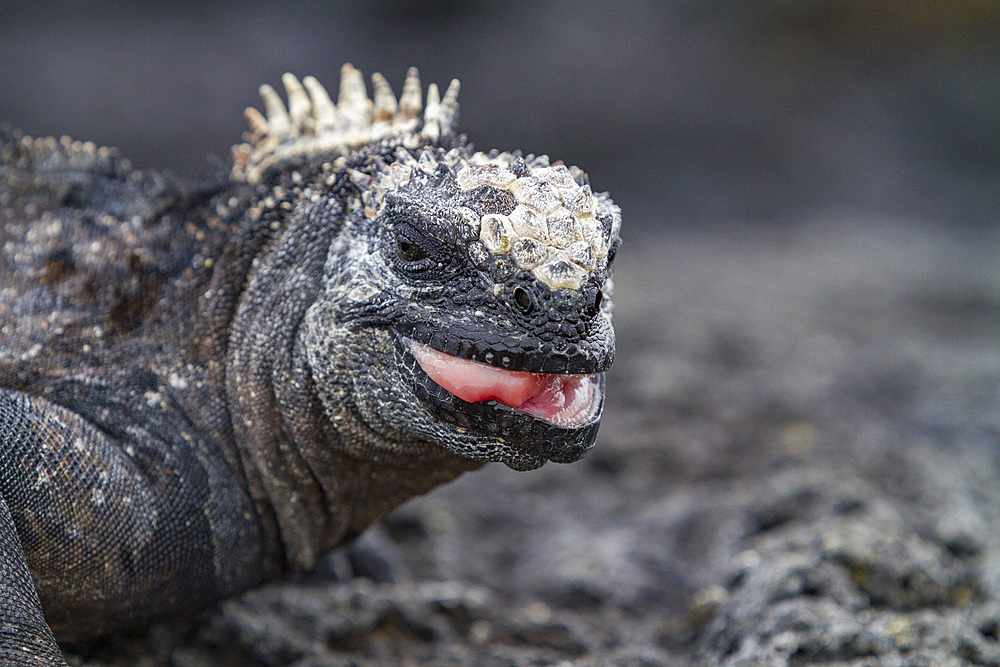 The endemic Galapagos marine iguana (Amblyrhynchus cristatus) in the Galapagos Island Archipelago, Ecuador.