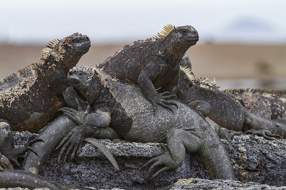 The endemic Galapagos marine iguana (Amblyrhynchus cristatus) in the Galapagos Island Archipelago, UNESCO World Heritage Site, Ecuador, South America