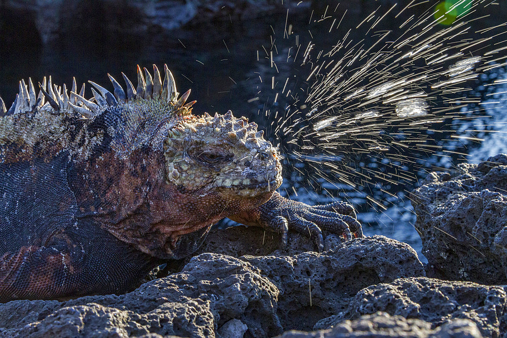 The endemic Galapagos marine iguana (Amblyrhynchus cristatus) sneezing excess salt from its nostrils in the Galapagos, UNESCO World Heritage Site, Ecuador, South America