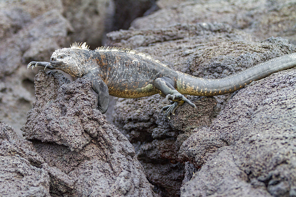 The endemic Galapagos marine iguana (Amblyrhynchus cristatus) in the Galapagos Island Archipelago, UNESCO World Heritage Site, Ecuador, South America