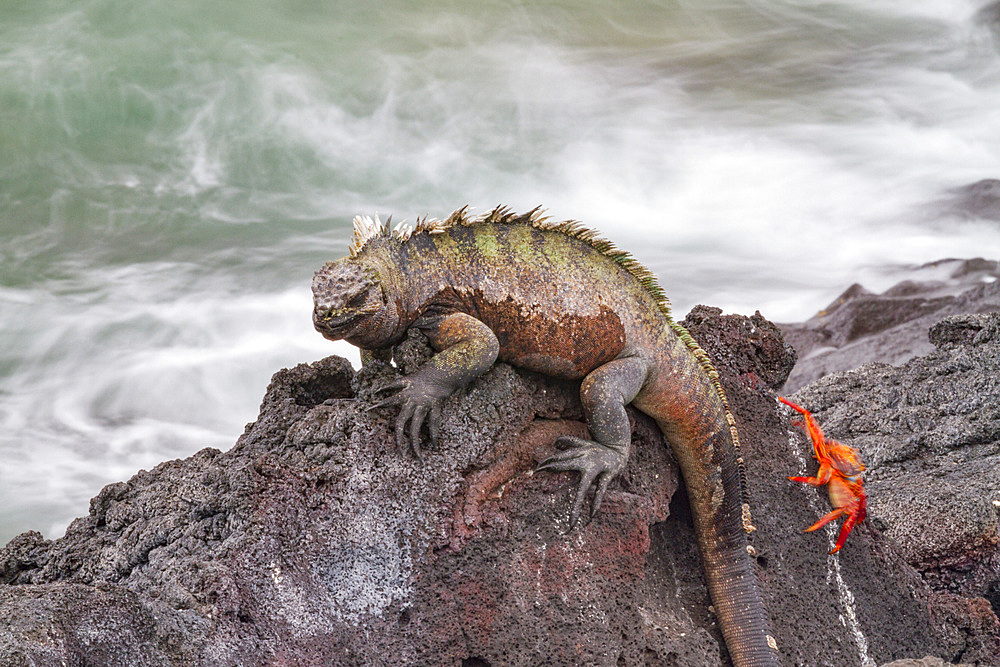 The endemic Galapagos marine iguana (Amblyrhynchus cristatus) in the Galapagos Island Archipelago, Ecuador.