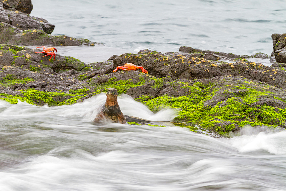 The endemic Galapagos marine iguana (Amblyrhynchus cristatus) in the Galapagos Island Archipelago, UNESCO World Heritage Site, Ecuador, South America