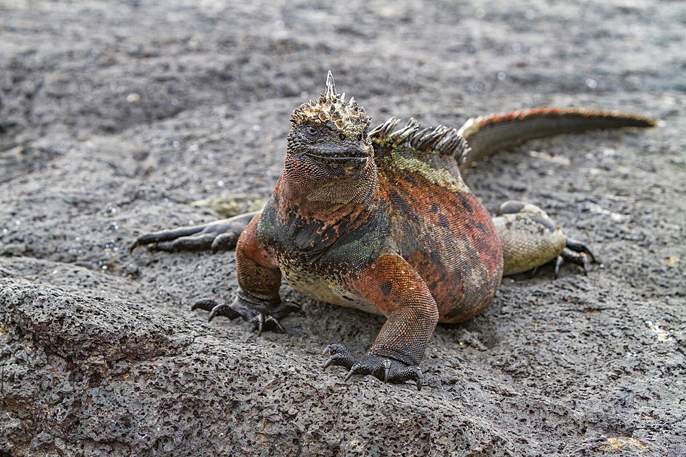 The endemic Galapagos marine iguana (Amblyrhynchus cristatus) in the Galapagos Island Archipelago, UNESCO World Heritage Site, Ecuador, South America