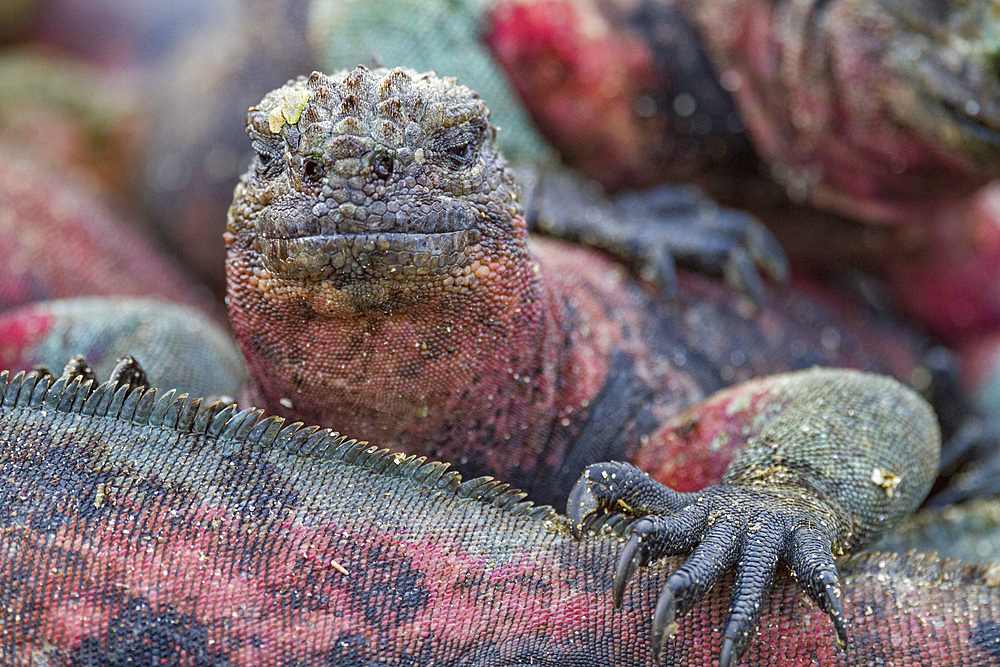 The endemic Galapagos marine iguana (Amblyrhynchus cristatus) on Espanola Island in the Galapagos Islands, UNESCO World Heritage Site, Ecuador, South America