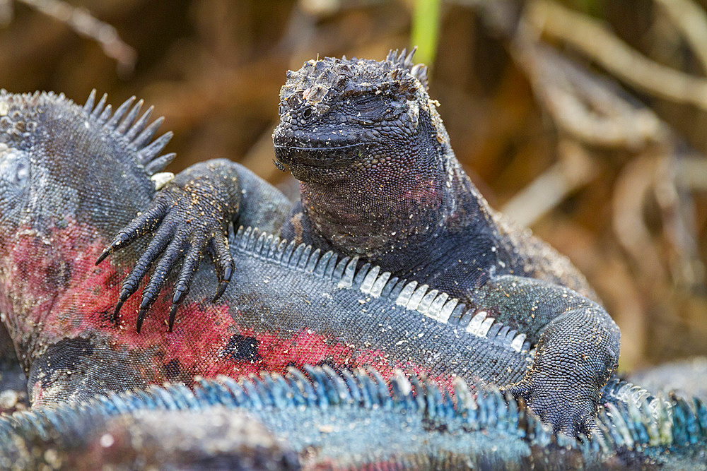 The endemic Galapagos marine iguana (Amblyrhynchus cristatus) on Espanola Island in the Galapagos Islands, UNESCO World Heritage Site, Ecuador, South America