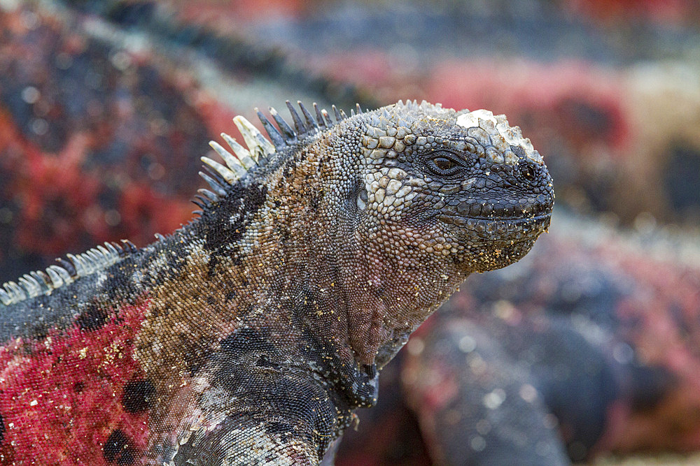 The endemic Galapagos marine iguana (Amblyrhynchus cristatus) on Espanola Island in the Galapagos Islands, UNESCO World Heritage Site, Ecuador, South America